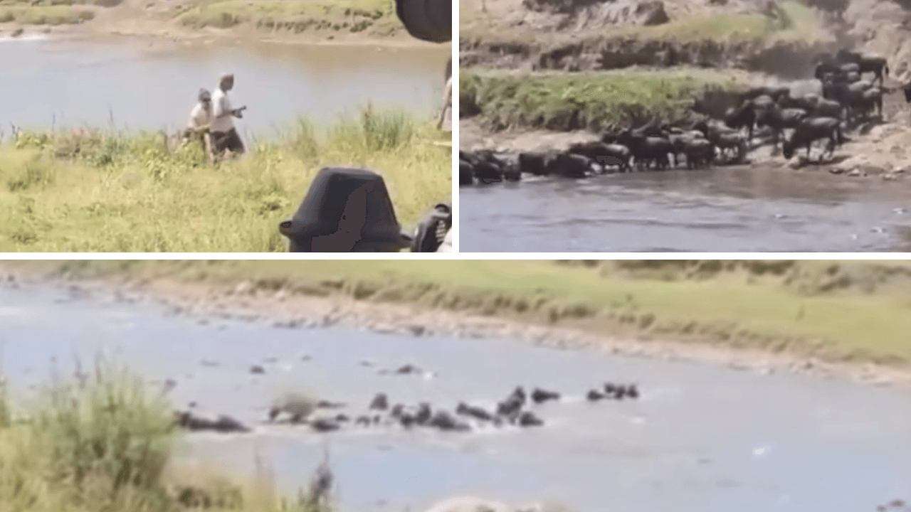 Safari Vehicle Plunges Into Tanzania's Mara River During Wildebeest Migration