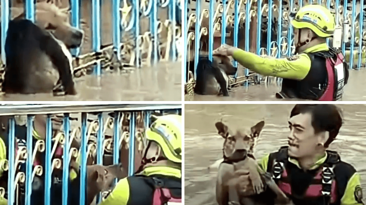 The Reality of Floodwater Rescue: Skill, Mechanics, and Media Framing